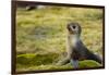 South Georgia. Stromness. Antarctic Fur Seal, Arctocephalus Gazella-Inger Hogstrom-Framed Photographic Print