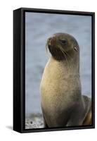 South Georgia. Stromness. Antarctic Fur Seal, Arctocephalus Gazella-Inger Hogstrom-Framed Stretched Canvas