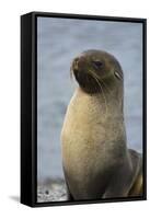 South Georgia. Stromness. Antarctic Fur Seal, Arctocephalus Gazella-Inger Hogstrom-Framed Stretched Canvas