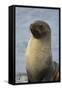 South Georgia. Stromness. Antarctic Fur Seal, Arctocephalus Gazella-Inger Hogstrom-Framed Stretched Canvas