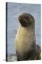 South Georgia. Stromness. Antarctic Fur Seal, Arctocephalus Gazella-Inger Hogstrom-Stretched Canvas