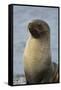 South Georgia. Stromness. Antarctic Fur Seal, Arctocephalus Gazella-Inger Hogstrom-Framed Stretched Canvas