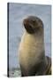 South Georgia. Stromness. Antarctic Fur Seal, Arctocephalus Gazella-Inger Hogstrom-Stretched Canvas