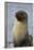 South Georgia. Stromness. Antarctic Fur Seal, Arctocephalus Gazella-Inger Hogstrom-Framed Photographic Print