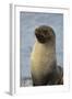 South Georgia. Stromness. Antarctic Fur Seal, Arctocephalus Gazella-Inger Hogstrom-Framed Photographic Print