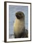 South Georgia. Stromness. Antarctic Fur Seal, Arctocephalus Gazella-Inger Hogstrom-Framed Photographic Print