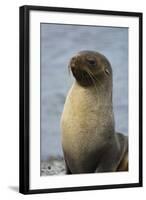 South Georgia. Stromness. Antarctic Fur Seal, Arctocephalus Gazella-Inger Hogstrom-Framed Photographic Print