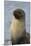 South Georgia. Stromness. Antarctic Fur Seal, Arctocephalus Gazella-Inger Hogstrom-Mounted Photographic Print