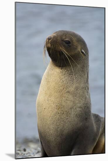 South Georgia. Stromness. Antarctic Fur Seal, Arctocephalus Gazella-Inger Hogstrom-Mounted Photographic Print
