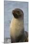 South Georgia. Stromness. Antarctic Fur Seal, Arctocephalus Gazella-Inger Hogstrom-Mounted Photographic Print