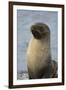 South Georgia. Stromness. Antarctic Fur Seal, Arctocephalus Gazella-Inger Hogstrom-Framed Photographic Print