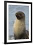 South Georgia. Stromness. Antarctic Fur Seal, Arctocephalus Gazella-Inger Hogstrom-Framed Photographic Print