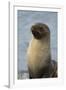 South Georgia. Stromness. Antarctic Fur Seal, Arctocephalus Gazella-Inger Hogstrom-Framed Photographic Print