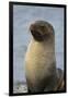 South Georgia. Stromness. Antarctic Fur Seal, Arctocephalus Gazella-Inger Hogstrom-Framed Photographic Print