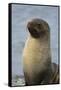 South Georgia. Stromness. Antarctic Fur Seal, Arctocephalus Gazella-Inger Hogstrom-Framed Stretched Canvas