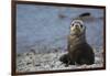 South Georgia. Stromness. Antarctic Fur Seal, Arctocephalus Gazella-Inger Hogstrom-Framed Photographic Print