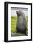 South Georgia. Stromness. Antarctic Fur Seal, Arctocephalus Gazella-Inger Hogstrom-Framed Photographic Print