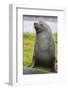 South Georgia. Stromness. Antarctic Fur Seal, Arctocephalus Gazella-Inger Hogstrom-Framed Photographic Print