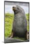 South Georgia. Stromness. Antarctic Fur Seal, Arctocephalus Gazella-Inger Hogstrom-Mounted Photographic Print