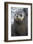 South Georgia. Stromness. Antarctic Fur Seal, Arctocephalus Gazella-Inger Hogstrom-Framed Photographic Print