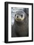 South Georgia. Stromness. Antarctic Fur Seal, Arctocephalus Gazella-Inger Hogstrom-Framed Photographic Print