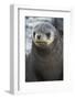 South Georgia. Stromness. Antarctic Fur Seal, Arctocephalus Gazella-Inger Hogstrom-Framed Photographic Print