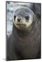 South Georgia. Stromness. Antarctic Fur Seal, Arctocephalus Gazella-Inger Hogstrom-Mounted Photographic Print