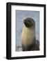 South Georgia. Stromness. Antarctic Fur Seal, Arctocephalus Gazella-Inger Hogstrom-Framed Photographic Print