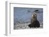 South Georgia. Stromness. Antarctic Fur Seal, Arctocephalus Gazella-Inger Hogstrom-Framed Photographic Print