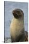 South Georgia. Stromness. Antarctic Fur Seal, Arctocephalus Gazella-Inger Hogstrom-Stretched Canvas