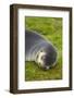 South Georgia. Stromness. Antarctic Fur Seal Pup Sleeping-Inger Hogstrom-Framed Photographic Print