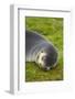 South Georgia. Stromness. Antarctic Fur Seal Pup Sleeping-Inger Hogstrom-Framed Photographic Print