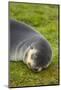 South Georgia. Stromness. Antarctic Fur Seal Pup Sleeping-Inger Hogstrom-Mounted Photographic Print