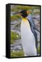 South Georgia. Stromness. King Penguin Walking on the Beach-Inger Hogstrom-Framed Stretched Canvas