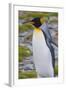 South Georgia. Stromness. King Penguin Walking on the Beach-Inger Hogstrom-Framed Photographic Print