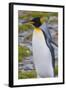 South Georgia. Stromness. King Penguin Walking on the Beach-Inger Hogstrom-Framed Photographic Print
