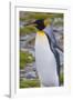 South Georgia. Stromness. King Penguin Walking on the Beach-Inger Hogstrom-Framed Photographic Print