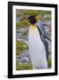 South Georgia. Stromness. King Penguin Walking on the Beach-Inger Hogstrom-Framed Photographic Print