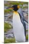 South Georgia. Stromness. King Penguin Walking on the Beach-Inger Hogstrom-Mounted Photographic Print