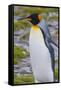 South Georgia. Stromness. King Penguin Walking on the Beach-Inger Hogstrom-Framed Stretched Canvas