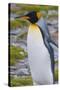 South Georgia. Stromness. King Penguin Walking on the Beach-Inger Hogstrom-Stretched Canvas