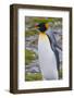 South Georgia. Stromness. King Penguin Walking on the Beach-Inger Hogstrom-Framed Photographic Print