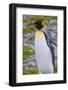 South Georgia. Stromness. King Penguin Walking on the Beach-Inger Hogstrom-Framed Photographic Print