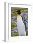 South Georgia. Stromness. King Penguin Walking on the Beach-Inger Hogstrom-Framed Photographic Print