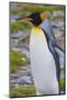 South Georgia. Stromness. King Penguin Walking on the Beach-Inger Hogstrom-Mounted Photographic Print