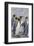 South Georgia. Stromness. King Penguins Walking on the Beach-Inger Hogstrom-Framed Photographic Print