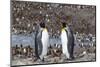 South Georgia. Two adult penguins stand overlooking the colony with fewer penguins than normal.-Ellen Goff-Mounted Photographic Print