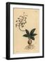 South Indian Squill, Ledebouria Revoluta (Lesser Plain-Leaved Drimia, Drimia Lanceaefolia)-Sydenham Teast Edwards-Framed Giclee Print