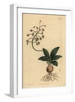 South Indian Squill, Ledebouria Revoluta (Lesser Plain-Leaved Drimia, Drimia Lanceaefolia)-Sydenham Teast Edwards-Framed Giclee Print