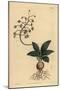 South Indian Squill, Ledebouria Revoluta (Lesser Plain-Leaved Drimia, Drimia Lanceaefolia)-Sydenham Teast Edwards-Mounted Giclee Print